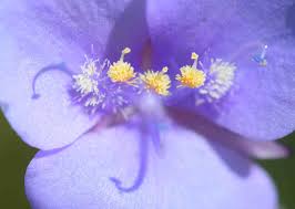 Image result for Tinnea galpinii