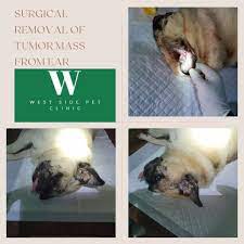 They are really caring, easy to get along with, take wonderful care of the animals. West Side Pet Clinic Chalakudy Home Facebook