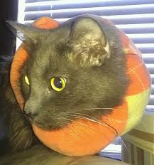 Bird Safe Cat Collar Australia Pin By Meghan Morgan On Helpful Tips Cat Diy Cat Collars Dog Projects