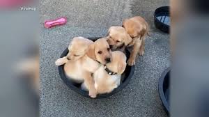 Life is better with a labrador retriever puppies ♥ ♥ ♥ thanks for watching! Adorable Puppies Try To Fit In Tiny Bucket Video Abc News