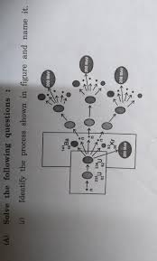 Electrons and protons released during a fission reaction trigger other fission reactions. Iska Answe Nuclear Fission À¤¹ À¤® À¤¨ Chain Reaction À¤² À¤– À¤¹ À¤šà¤² À¤— À¤• À¤¯ Brainly In