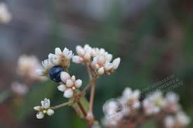 Image result for Persicaria madagascariensis