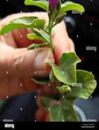 Image result for Astripomoea hyoscyamoides