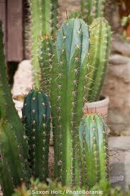 In edabea, you can find a. My Dearest Santorini Travel Guide My Lifestyle Memoir Psychoactive Plants Plant Goals Plants