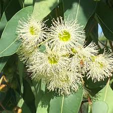 Image result for Eucalyptus ficifolia