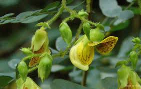 Image result for Ormocarpum schliebenii