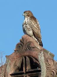 Birds Of Prey Western North Carolina Red Tailed Hawk Cambridge Ma Http 14hawks8owls Com Photo By Brian Rusnica Red Tailed Hawk Wildlife Art Bald Eagle