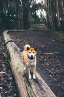 Der shiba inu ist eine uralte japanische hunderasse. Shiba Inu Kaufen Und Verkaufen Edogs De
