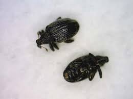 For heavy insect infestations, use higher dosage rates. Researchers Tackle Apple Weevil Good Fruit Grower