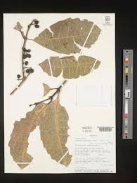 Image result for Xymalos monospora