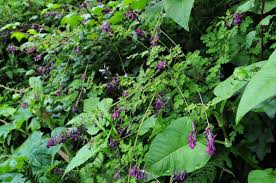 Image result for Corydalis mildbraedii