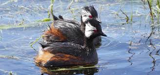 Image result for Crepidorhopalon whytei