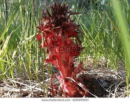 Image result for Sarcophyte sanguinea