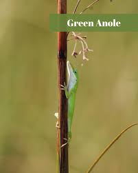 Image result for Scleria lacustris