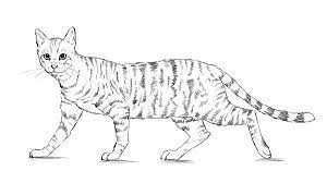 Begin by sketching the cat's cute face. Pin By Abarnes On Art Cartoon Cat Drawing Cat Drawing Drawings