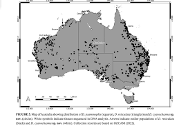 AUSTRALIA'S NEWEST SNAKE 🐍 The Desert Whip Snake (Demansia cyanochasma) is  Australia's newest snake species. I targeted this species in 2017 during  one of my photography trips after receiving a hot