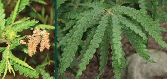 Image result for Sericanthe suffruticosa