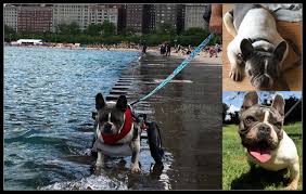 Worldwide shipping for all orders. Bleu Has A New Family Saving Pets One At A Time Animal Rescue Oceanside Ca