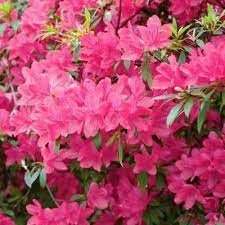 National Plant Network 2 25 Gal Azalea Chinzan Flowering Shrub With Pink Blooms Hd7027 The Home Depot Flowering Shrubs Container Gardening Flowers Flower Landscape