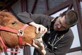Pin On Equine Vestulure Desease