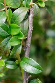 Artname (botanisch) cotoneaster dammeri schneid. Teppich Zwergmispel Details Baumbestimmung Laubholzer Bestimmen Cotoneaster Dammeri