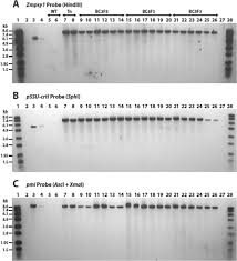 Turn all your worries over to him. Molecular Characterization And Safety Assessment Of Biofortified Provitamin A Rice Scientific Reports