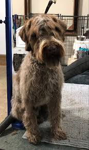 Find german wirehaired pointers dogs & puppies for sale in north west england at the uk's largest independent free classifieds site. Marquis Wirehaired Pointing Griffons Home Facebook