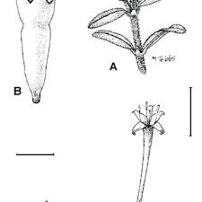 Image result for Sericanthe chimanimaniensis