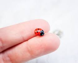 Ladybug Pin Realistic Miniature Ladybird Brooch Etsy Polymer Clay Jewelry Ladybug Jewelry Ladybug