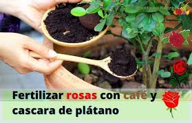 La terraza se ha convertido en un espacio que los aficionados al aire libre. Fertilizar Rosas Con Cafe Y Cascara De Platano Tu Huerto Urbano En Casa Planta Tu Huerto