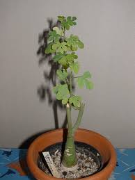 Image result for Adenia fruticosa