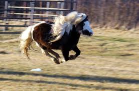 He S Running So Fast He S Flying O Horses Mini Horse Animals