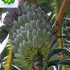 Pin By Alison James On Garden Area July 4th In 2021 Banana Plants Banana Tree Musa Banana