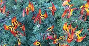 Image result for Lotus berthelotii