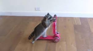This Raccoon Looks Cooler Riding A Scooter Than You Ever Will Raccoon Scooter Riding