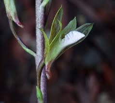 Image result for Eulophia elegans