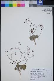 Image result for Eriosema nutans