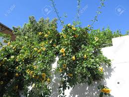 Solandra maxima is a flowering plant in the solanaceae family. Cup Of Gold Vine Or Golden Chalice Vine Solandra Maxima In Andalusian Village Stock Photo Picture And Royalty Free Image Image 149183832