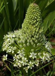 Image result for Schizocarphus nervosus