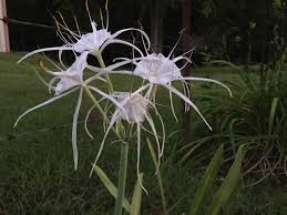 Image result for Buchnera speciosa