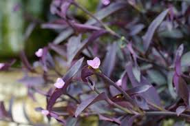 Do you know what it is? All About The Purple Heart Plant Southern Living