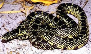 Kingsnake Com The Kingsnake And Milk Snake Page Desert Kingsnake Florida King Snake Pretty Snakes Snake