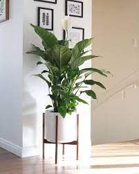Check spelling or type a new query. Living Room Plant Corner Novocom Top