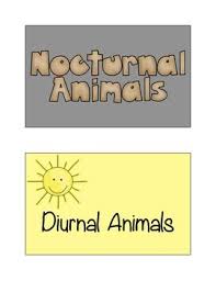 Nocturnal And Diurnal Animal Sort Diurnal Animals Nocturnal Animals Sorting Games