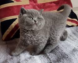Image result for British shorthair