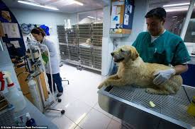 Health Checks When The Team Finished The Race They Took Arthur To Ecuador To See A Vet In Order To Prepare Him For The Trip Back To Dogs Racing Health Check