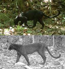A 2017 global review of black leopard observations found. Researchers Trick Black Leopards Into Showing Their Spots