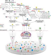 Eukaryotic cell five of animal origin. Origins And Evolution Of Viruses Of Eukaryotes The Ultimate Modularity Sciencedirect
