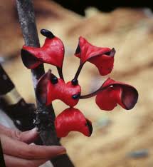 Image result for Cola pierlotii