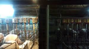 Recessed downlights are the most popular form of architectural lighting fixture because they blend into almost any décor and provide a range of lighting effects. The Importance Of Lighting In Your Farm Articles Pig333 Pig To Pork Community